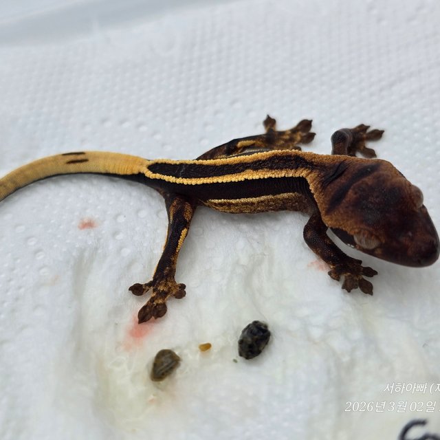 슈퍼스트라이프 엠티백