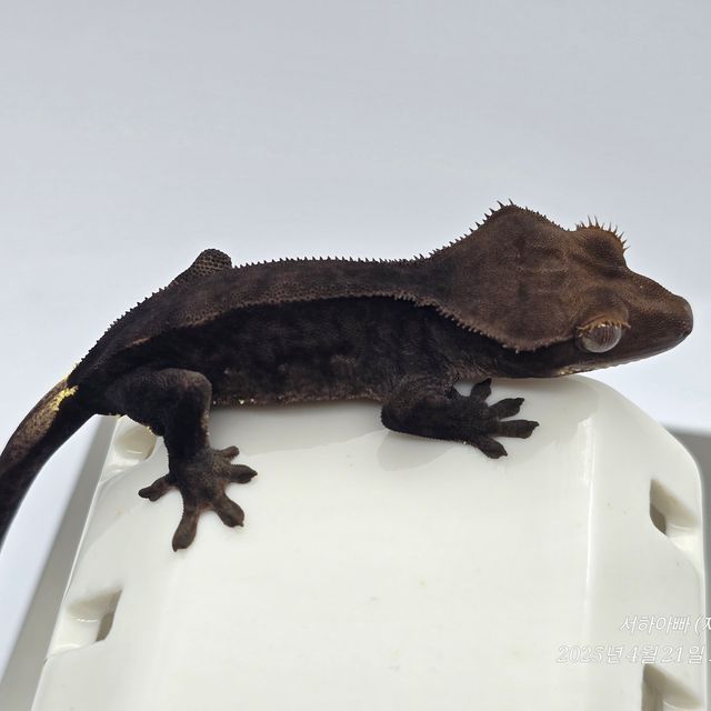 챠콜 알티
