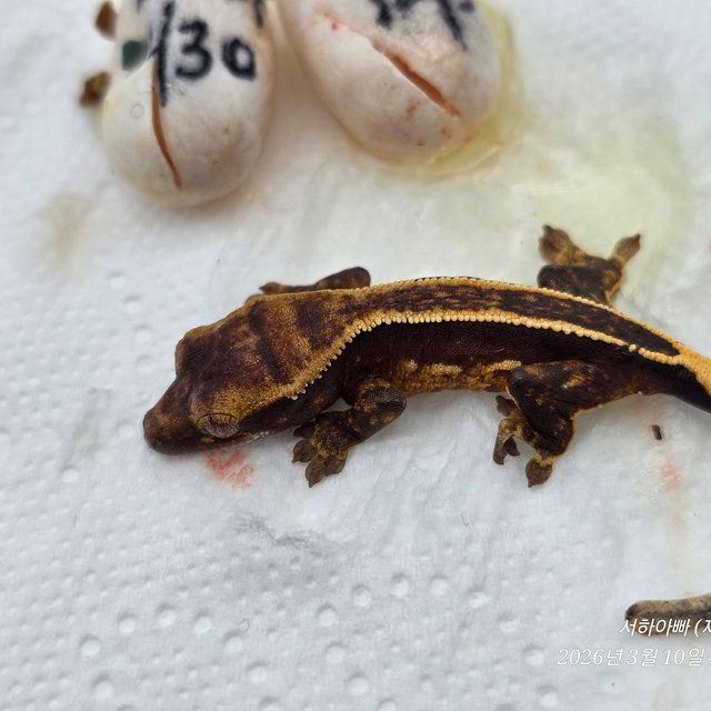 슈퍼스트라이프 엠티백