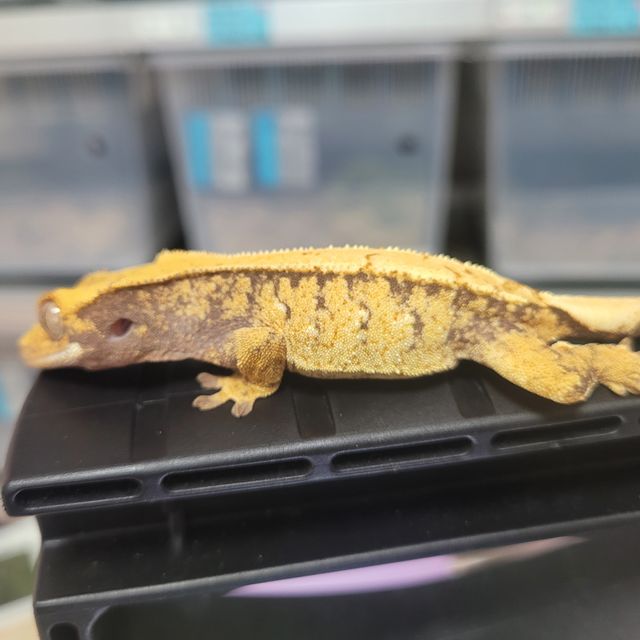 익스트림할리퀸