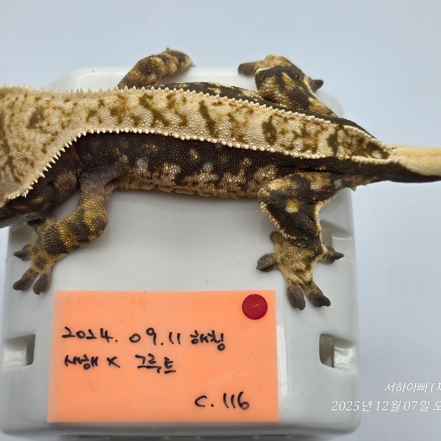 노멀 핀스트라이프