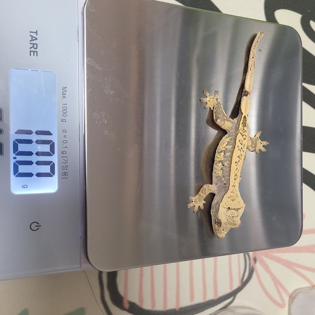 익스트림할리퀸