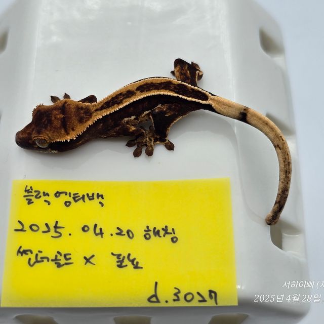 슈퍼스트라이프 엠티백