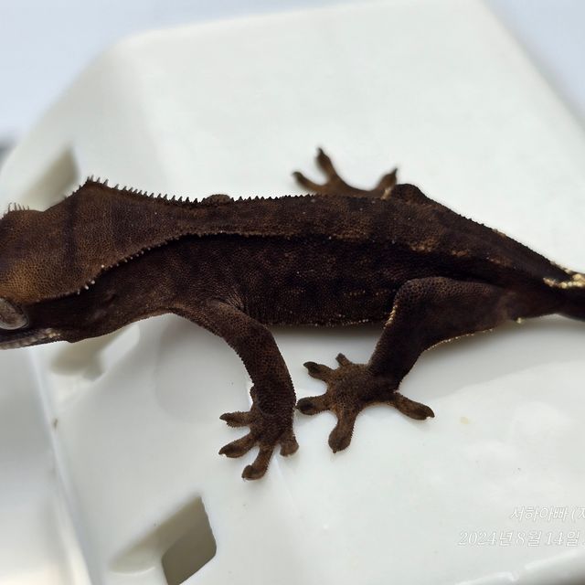 챠콜 알티
