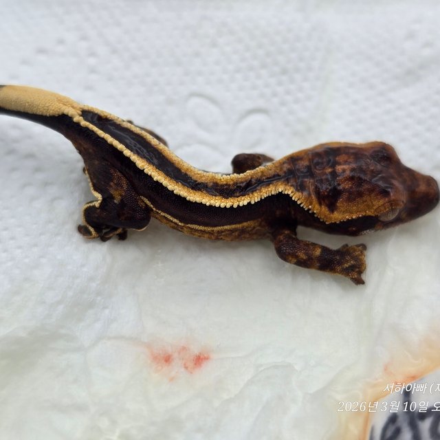 슈퍼스트라이프 엠티백