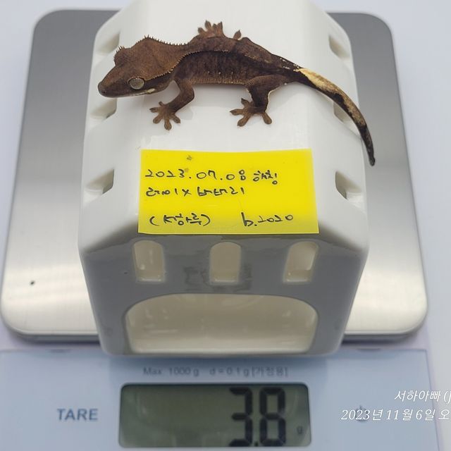 벅스킨 브린들 챠콜