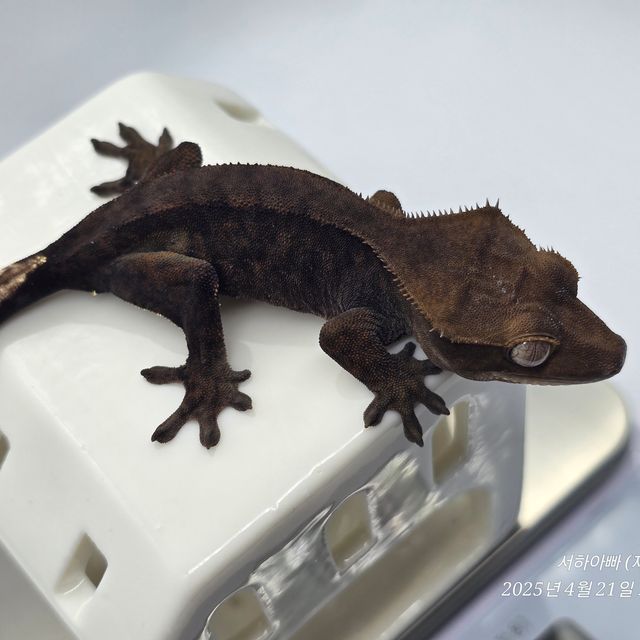 챠콜 알티