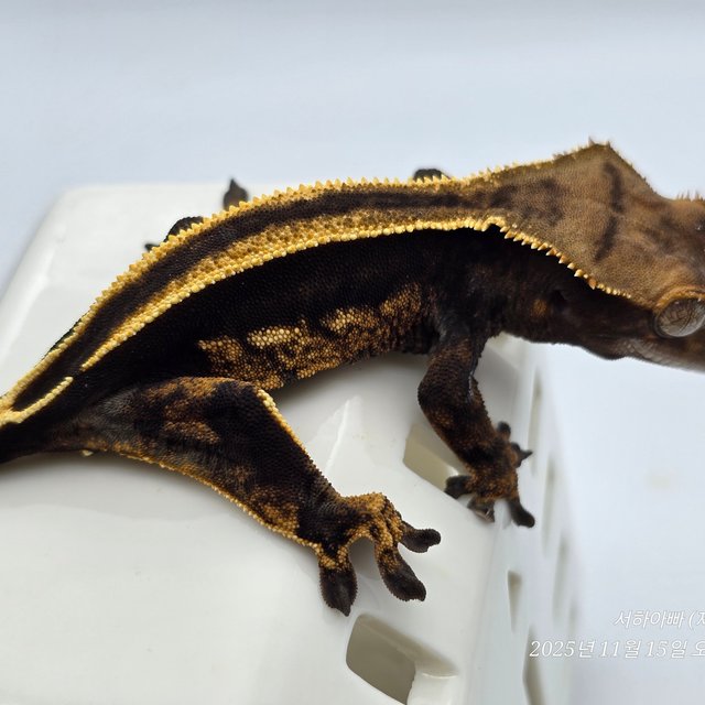 슈퍼스트라이프 엠티백