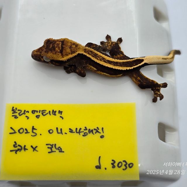 슈퍼스트라이프 엠티백