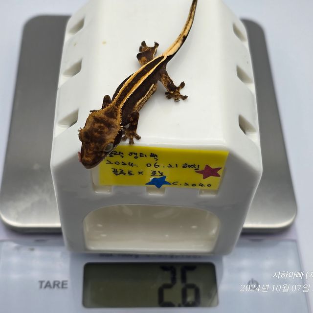 엠티백 슈퍼스트라이프