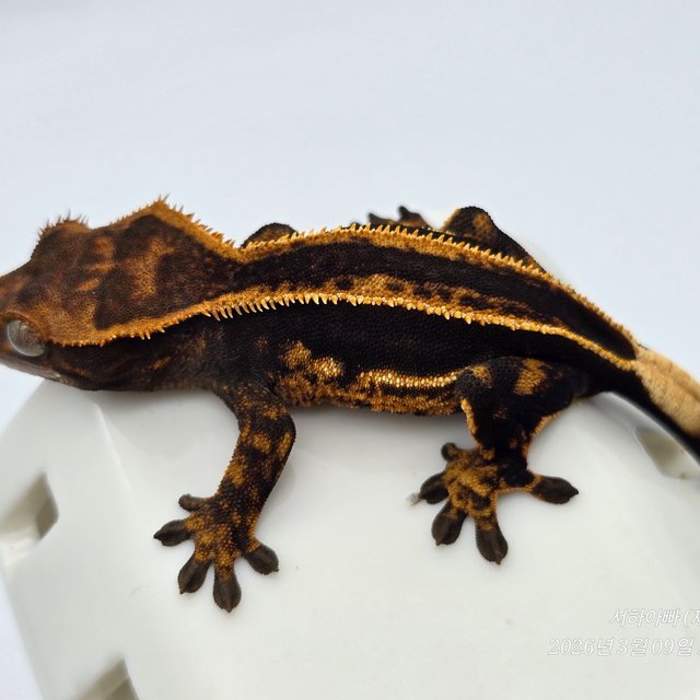 슈퍼스트라이프 엠티백