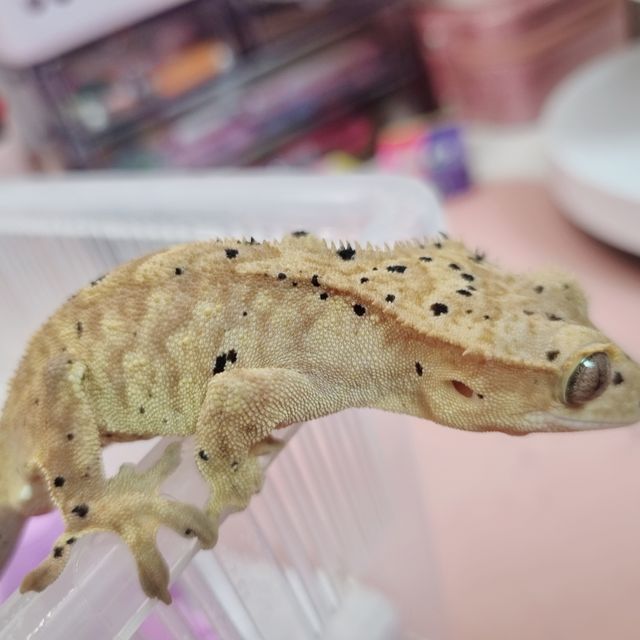 슈퍼달마시안