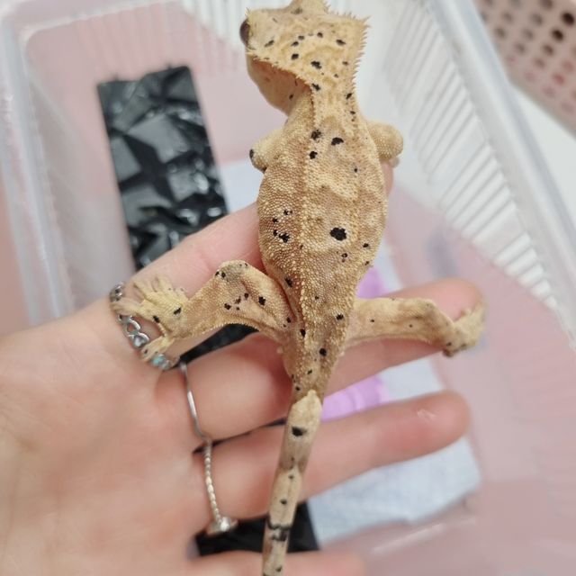 슈퍼달마시안