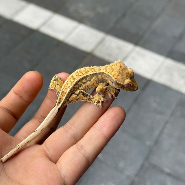 노멀