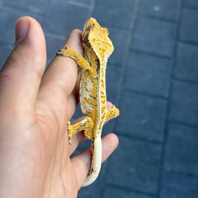트라이