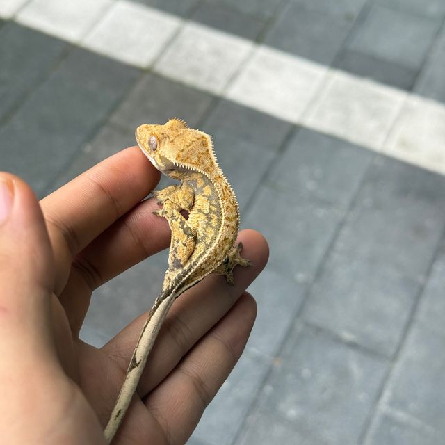 노멀