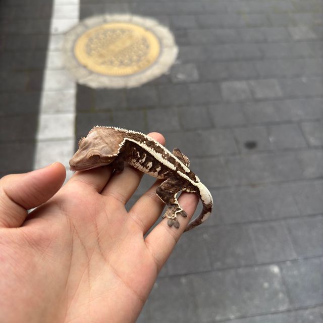 카푸치노
