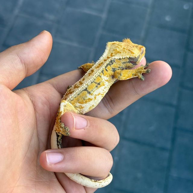 트라이