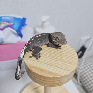 아잔틱