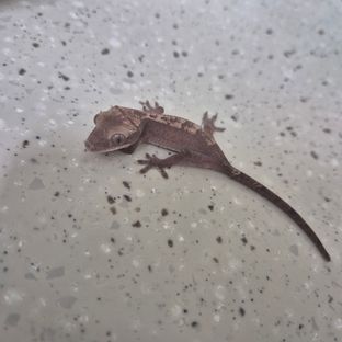 루왁