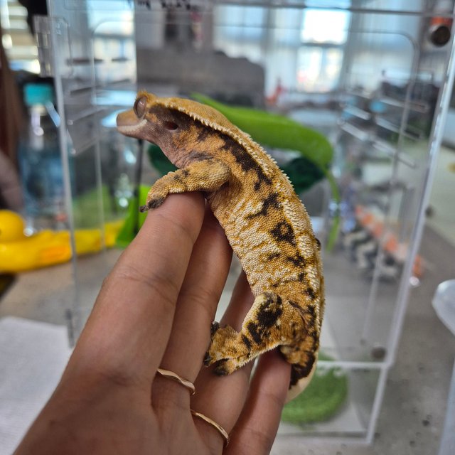 익스트림할리퀸 노멀