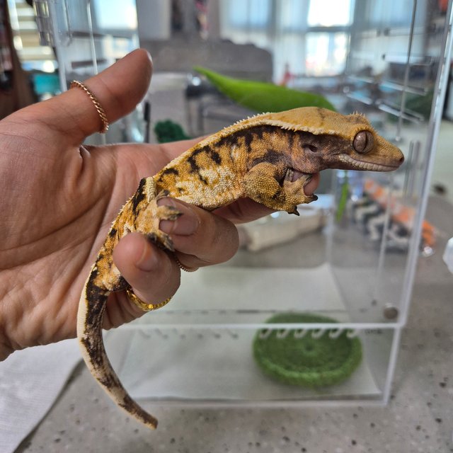 익스트림할리퀸 노멀