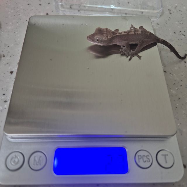 루왁