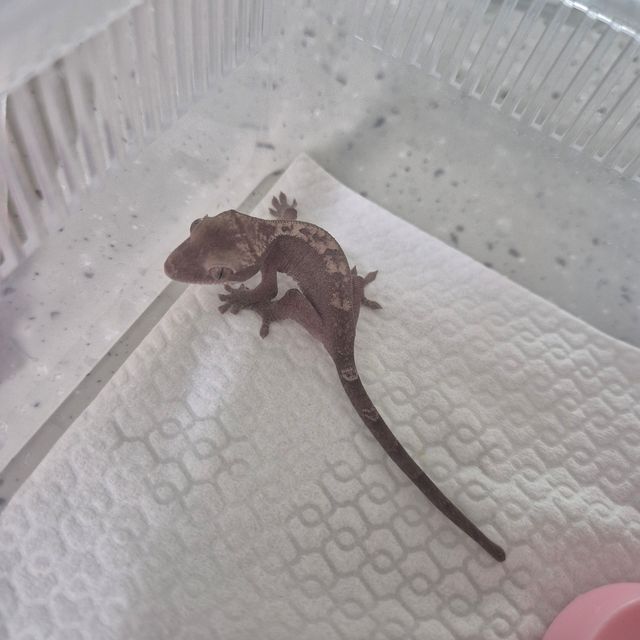 루왁