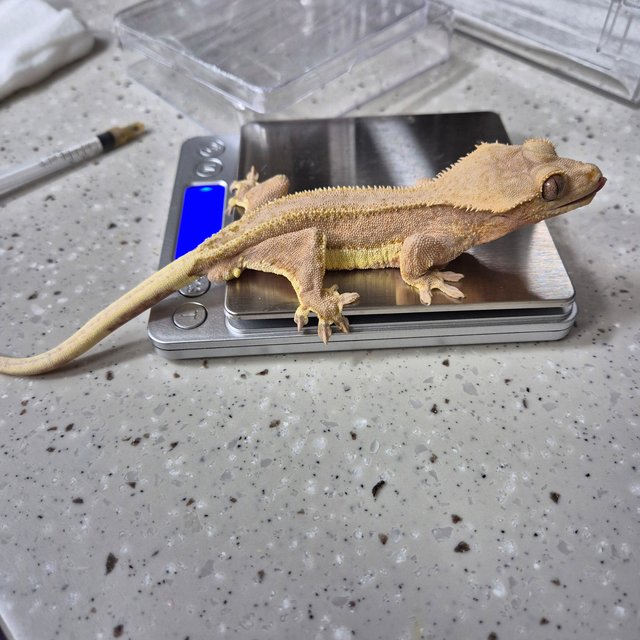 릴리화이트 팬텀 다크