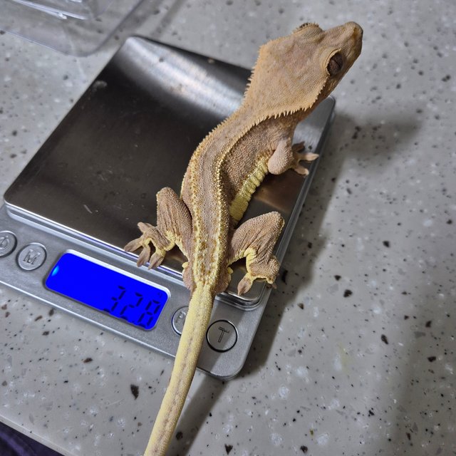 릴리화이트 팬텀 다크