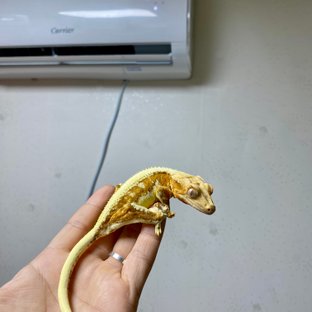 릴리화이트 크림시클
