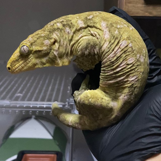 프리델 코기스 GT