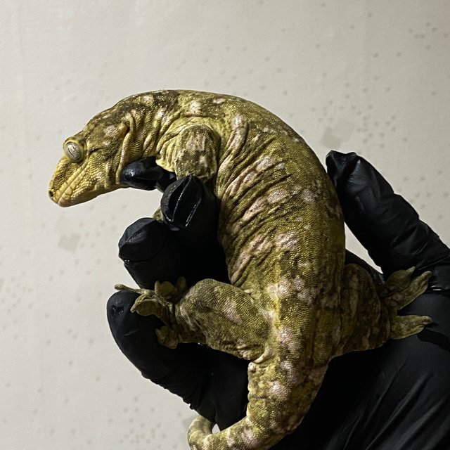 프리델 코기스 GT