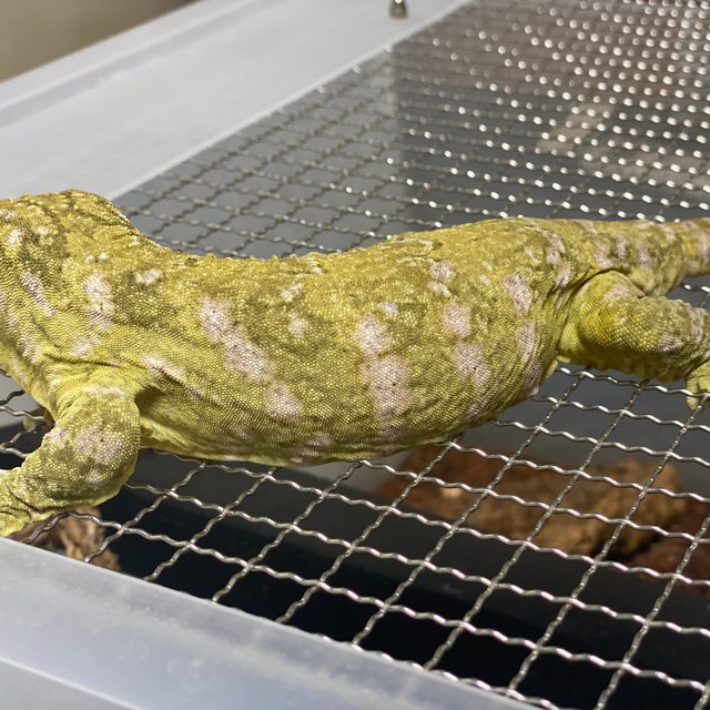 프리델 코기스 GT