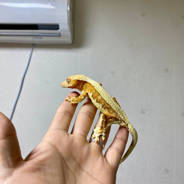 릴리화이트 크림시클