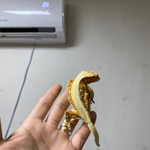 릴리화이트 크림시클