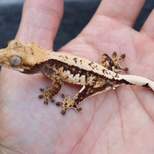 화이트핀 쿼드 트라이 노멀