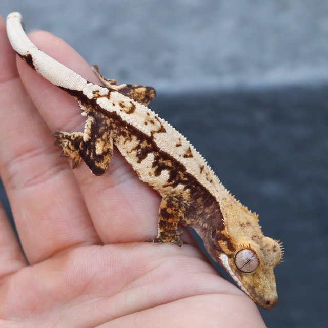 화이트핀 쿼드 트라이 노멀