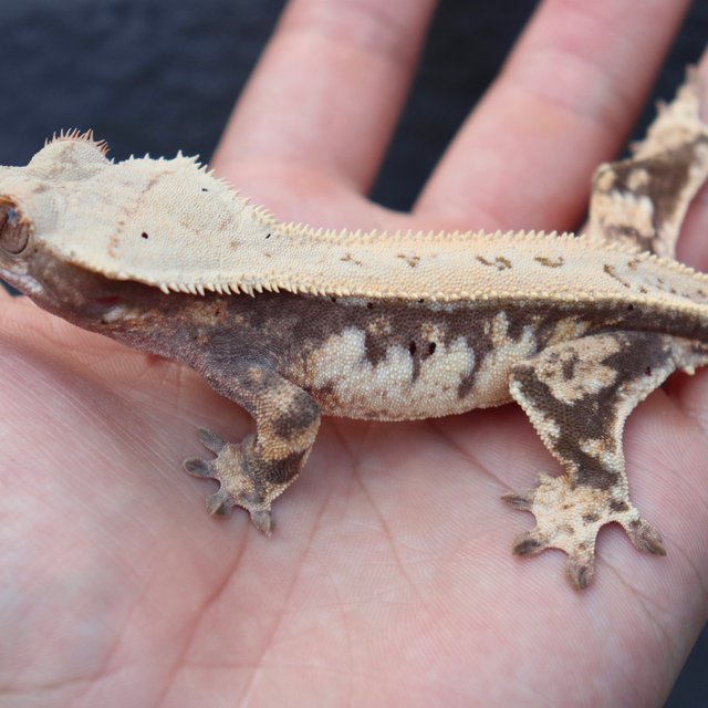 드리피 풀핀 쿼드 트라이 노멀