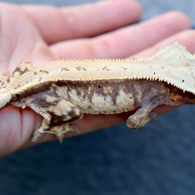 드리피 풀핀 쿼드 트라이 노멀