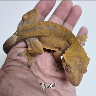 척추1