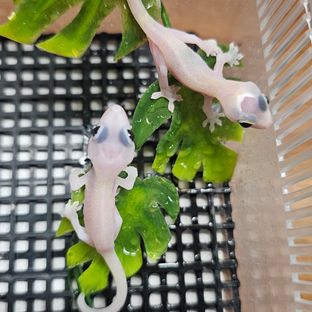 하이포