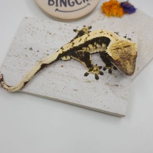 백수