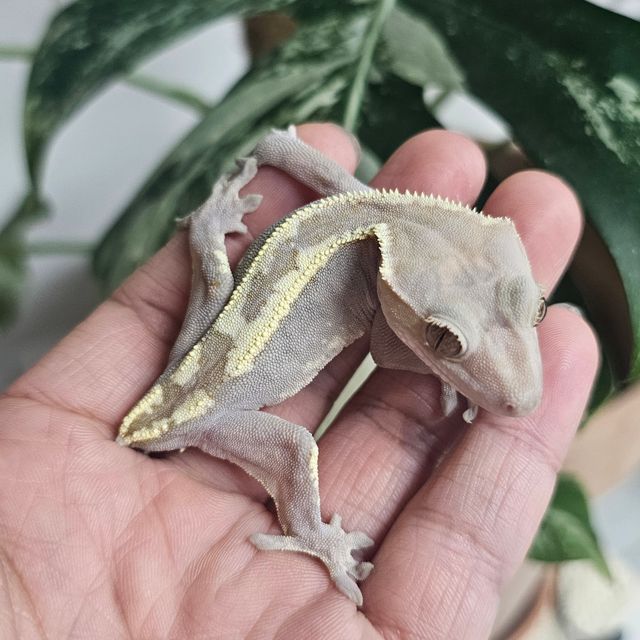 하이포