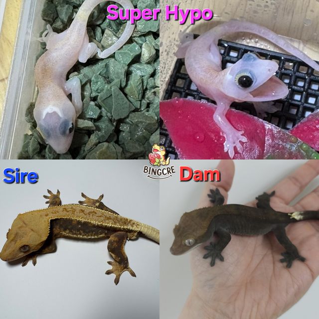 하이포 릴리화이트