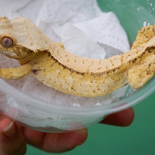 산군 x 무궁