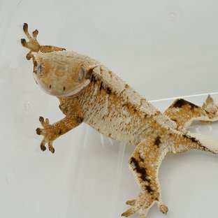 테인 (카민렙타일)