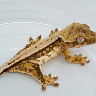 트라이 쿼드 풀핀