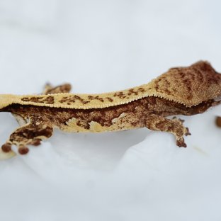 트라이