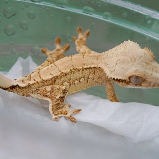 SPT